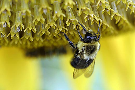  anon EOS 10D  Canon 50mm f/2.5 macro.