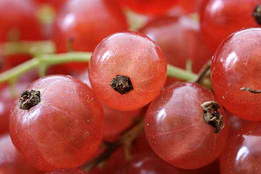 1/125 at f/5.6 ISO 500 . 1:1. Canon EOS 30D c Canon EF-S Macro 60mm f/2.8. 