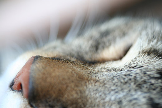 1/50  f/2.8 ISO 400 Canon Rebel XT  Canon 60mm f/2.8.      ,    ,        ,        . 