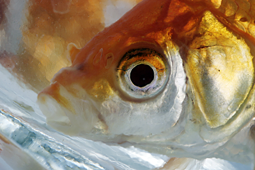 1/200  f/20 ISO 100 Canon 30D  Canon EF-S Macro 60mm.