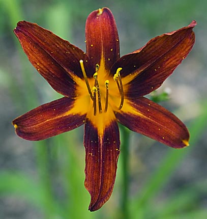 1/400  f/5.0 ISO ISO 400. Canon EOS 30D  Canon EF-S 60mm f/2.8 macro. 