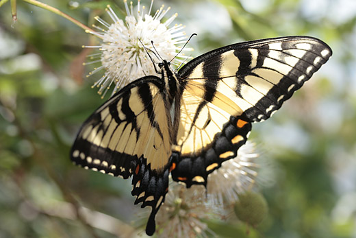 1/640 @ f/5.6 ISO 400 Canon EOS 30D c Canon EF-S 60mm f/2.8 Macro.